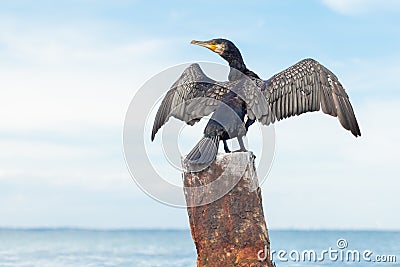 Black cormorant flaps its wings against the background of the sea, a portrait of a large sea bird Stock Photo