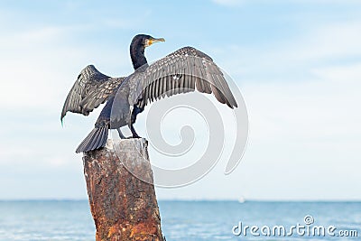 Black cormorant flaps its wings against the background of the sea, a portrait of a large sea bird Stock Photo