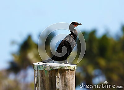 Black cormorant over a pole in a marina in Miami beach south Florida Stock Photo