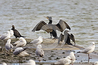 Black cormorant in the platform Stock Photo