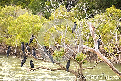 Black cormorants on tree Stock Photo