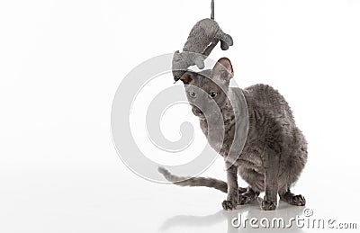Black Cornish Rex Car sitting on the white table with reflection. White Background. Mouse Toy above the head. Stock Photo