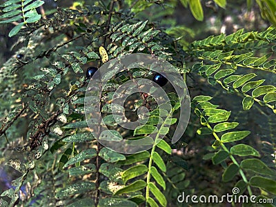 Black couple beetle in farm Stock Photo