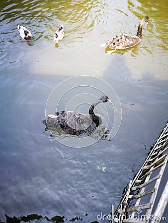 Black couple gooses in Thailand Nation park Stock Photo