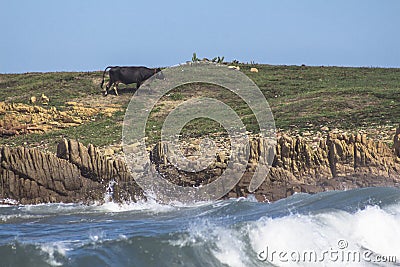 Black cow at the beach Stock Photo