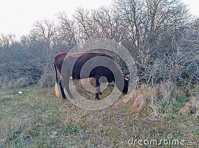 Black cow Stock Photo