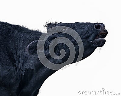 Black cow or bovine mooing, bellowing, blaring, braying or calling. isolated on white background Stock Photo