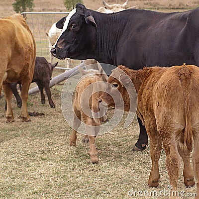 Black cow and brown calf Stock Photo