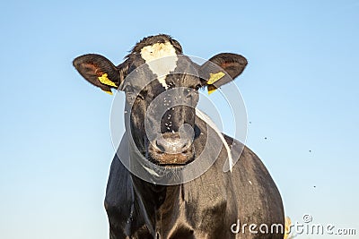 Black cow with flies buzzing all around head, portrait with blue background Editorial Stock Photo