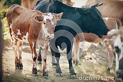 A black cow and a spotted calf Stock Photo