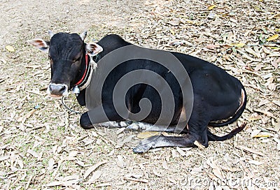 Black cow Stock Photo