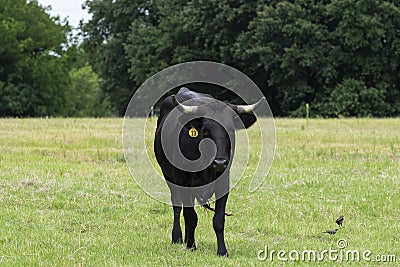 Black cow with white horns standing in green meadow Stock Photo