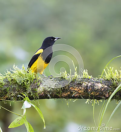 Black-cowled oriole (Icterus prosthemelas) Stock Photo