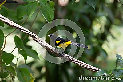 Black-cowled Oriole Icterus prosthemelas Stock Photo