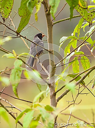 Black-cowled Saltator Stock Photo