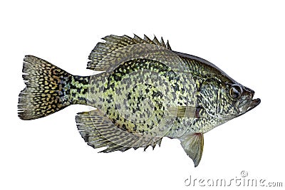 Black crappie fresh caught in a northern Minnesota lake isolated on a white background Stock Photo