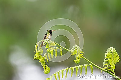 Black-crested Coquette (Lophornis helenae) hummingbird in Costa Rica Stock Photo