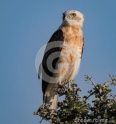 Black Crested Snake Eagle looking for prey in Kenya Stock Photo