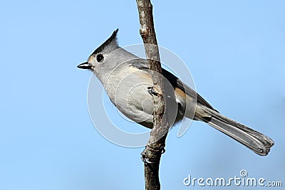 Black-crested Titmouse Stock Photo