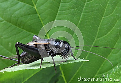 Black cricket on leaf. Stock Photo