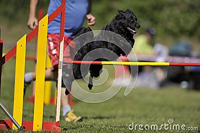 Black Croatian Sheepdog on agility course Stock Photo
