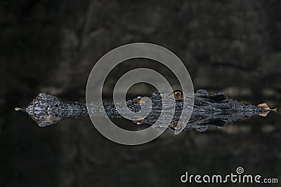 Black crocodile in dark water Stock Photo