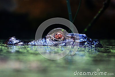 Black crocodile into the water Stock Photo