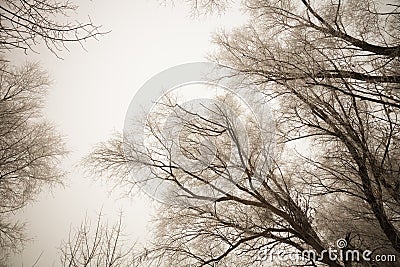 Black crones of trees on a sky background. Russian provincial natural landscape in gloomy weather. Toned Stock Photo