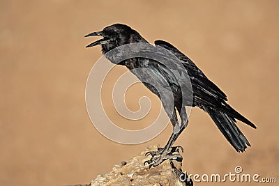 Black crow Stock Photo