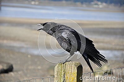 Black crow Stock Photo