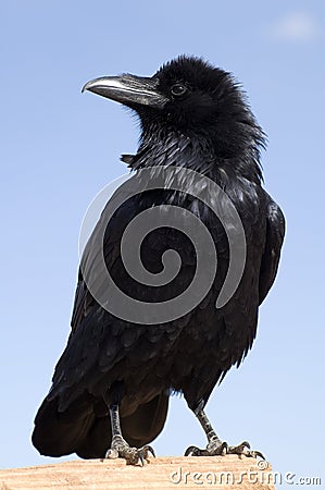 Black Crow Stock Photo