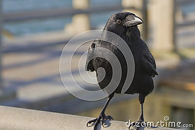 Black Crow Stock Photo