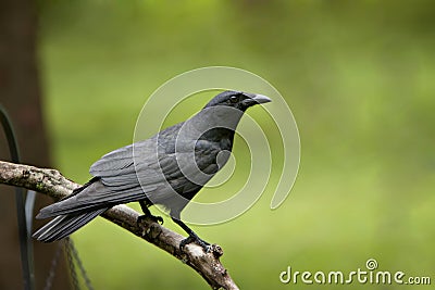 Black Crow on bare limb Stock Photo