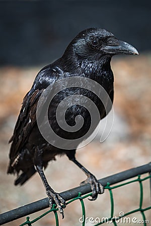 Black crow Stock Photo