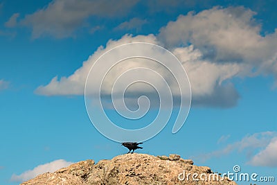 Black crow on a big stone Stock Photo