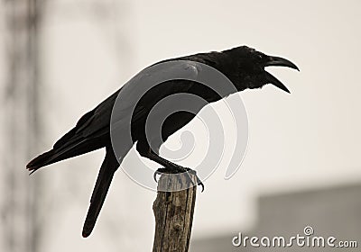 Black crow cawing. black bird preaching on a stick ,isolated in the city background Stock Photo