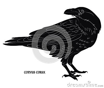 Black crow. Corvus corax Vector Illustration