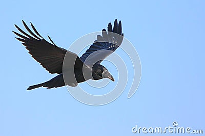 Black crow in flight with spread wings Stock Photo