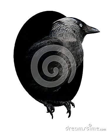 Black crow in a hole Stock Photo