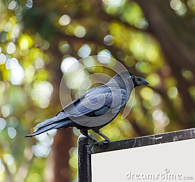 Black crow is sitting on a billboard, Tokyo, Japan. Copy space for text. Stock Photo