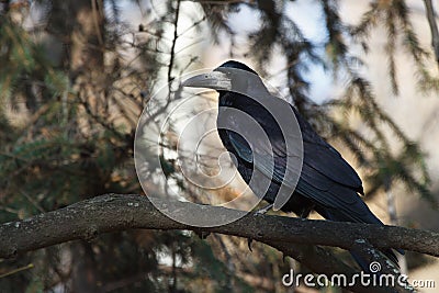 Black crow sitting on a tree branch Stock Photo