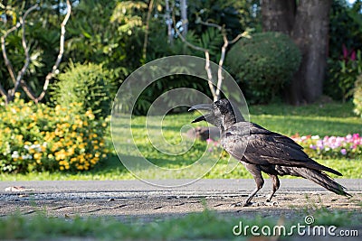 Black Crow standing on footpath Stock Photo