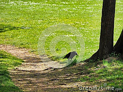 a black crow walks down the path between two trees and grass Stock Photo