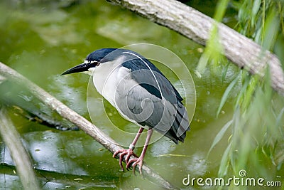 Black-crowned Stock Photo