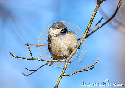 Black Crowned Chickadee in the sunlight on a branch Stock Photo