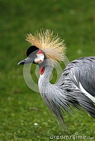 Black Crowned Crane Stock Photo