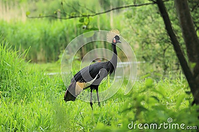 Black crowned crane Stock Photo