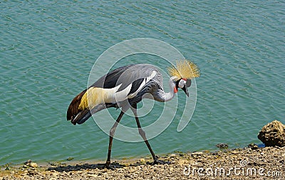 Black Crowned Crane bird Stock Photo