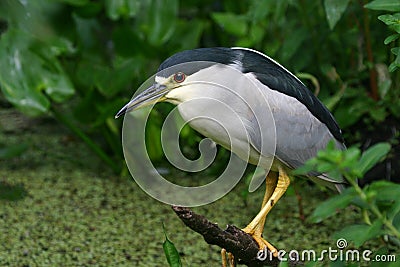 Black crowned night heron Stock Photo