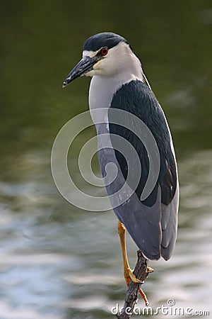 Black-crowned night-heron Stock Photo